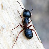 Terminate Control Solves your carpenter ant problem in NYC