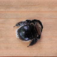 Terminate Control Solves your carpenter bee problem in NYC