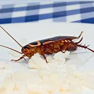 Terminate Control Solves your cockroach problem in NYC