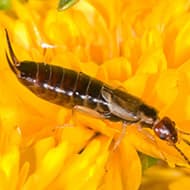 Terminate Control Solves your earwig problem in NYC