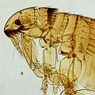 Terminate Control Solves your flea problem in NYC