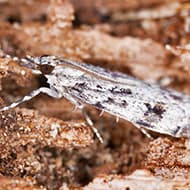 Terminate Control Solves your grain moth problem in NYC