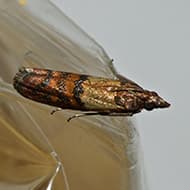 Terminate Control Solves your indian meal moth problem in NYC