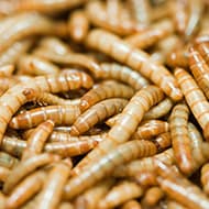 Terminate Control Solves your mealworm problem in NYC