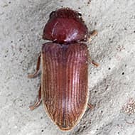 Terminate Control Solves your beetle problem in NYC