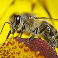 Terminate Control Solves your bee and wasp problem in NYC