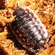 Terminate Control Solves your pillbug problem in NYC