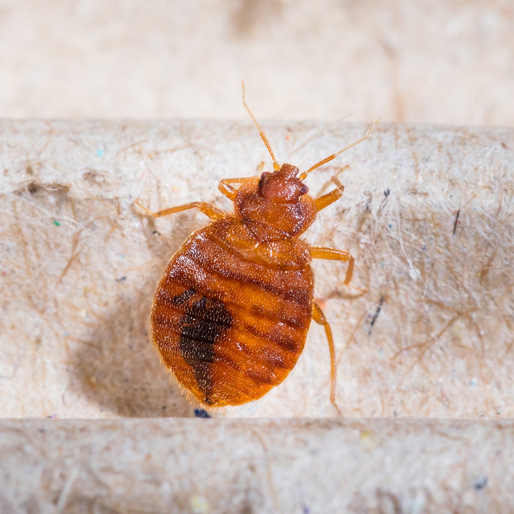 Get rid of your bed bug problem in New York. Call Terminate Control.