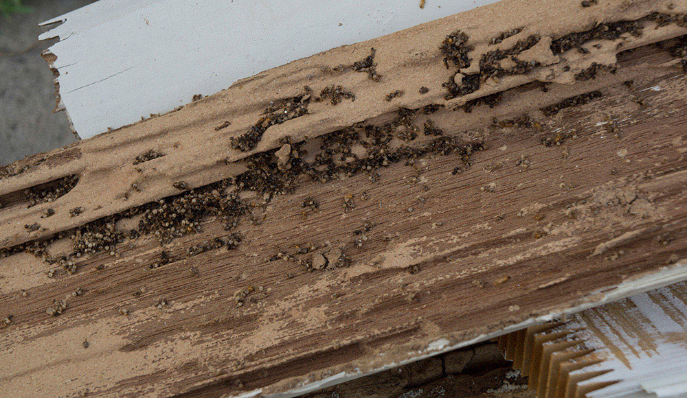 Termite control from Terminate Control in NYC