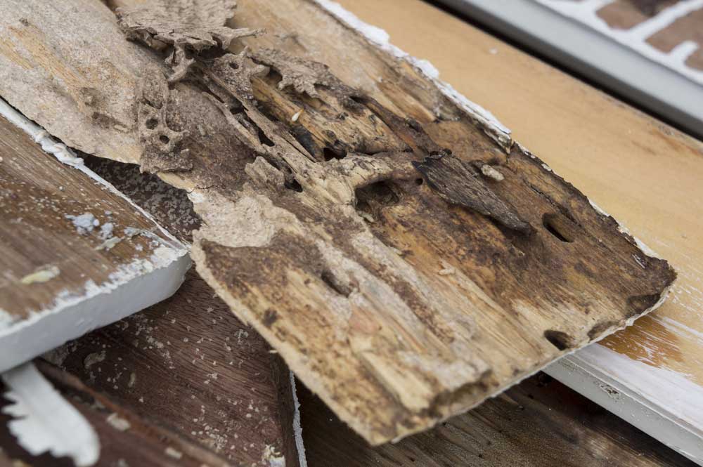 Termite Control by Terminate Control in NYC, Broinx, and Brooklyn.