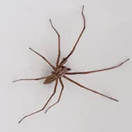 Terminate Control Solves your spider problem in NYC