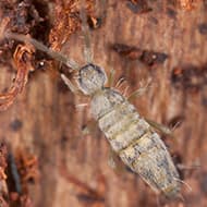 Terminate Control Solves your springtail problem in NYC