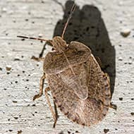 Terminate Control Solves your stink bug problem in NYC