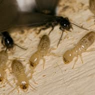 Terminate Control Solves your termite problem in NYC